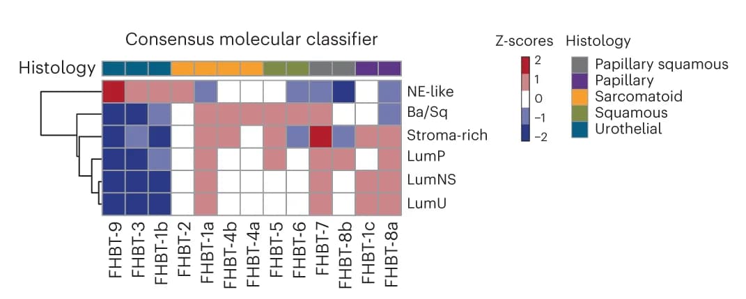 Open access visualization of Heatmap, Clustered, Heatmaps, Histologies, FHBT Series