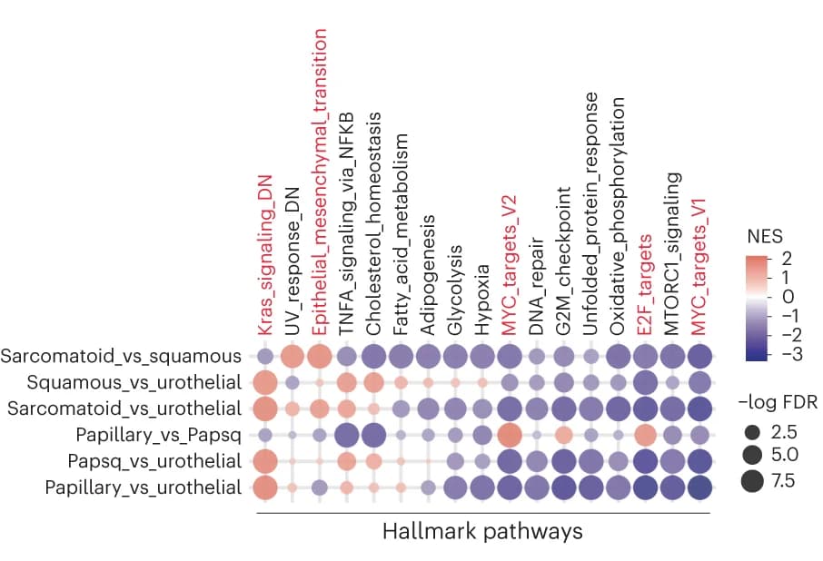 Open access visualization of Bubble Plot, Pre-Ranked GSEA Dotplot, Hallmark Pathways, Differentially Expressed Genes, Histology Comparisons