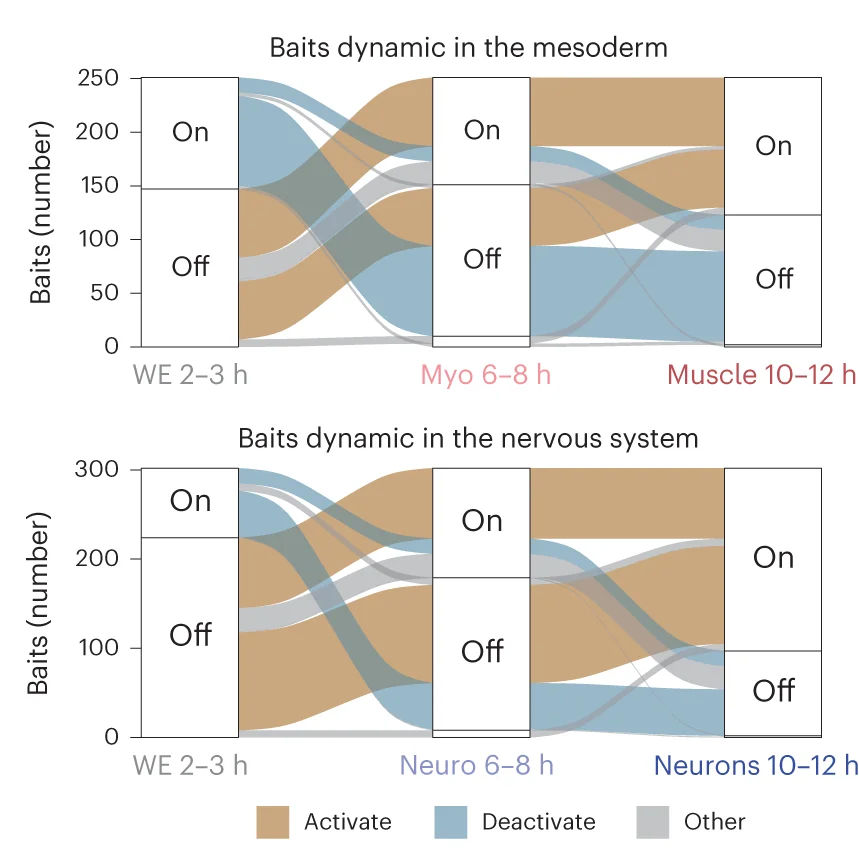 Open access visualization of Sankey, Alluvial Plots, Muscle Tissue, Neuronal Tissue, E-P Baits