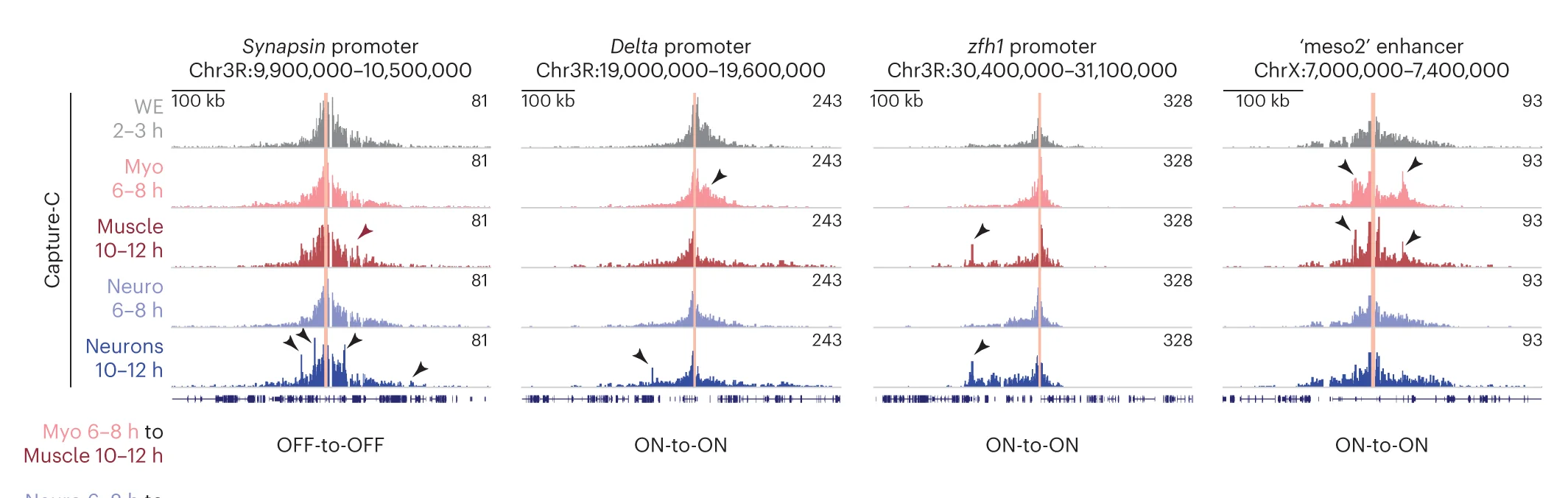 Open access visualization of Line Plot, Density Plot, Normalized Capture-C, Promoter Baits, Enhancer Bait