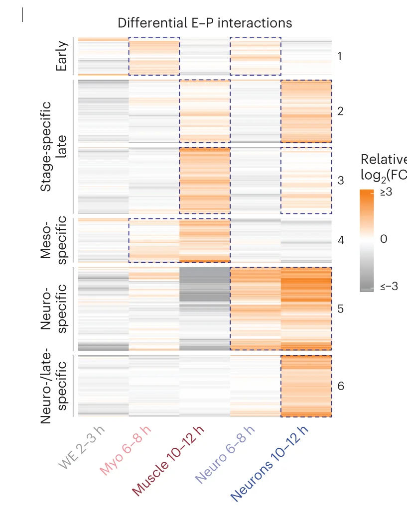 Open access visualization of Heatmap, K-Means Clustering, E/P Interactions, Differential Interactions
