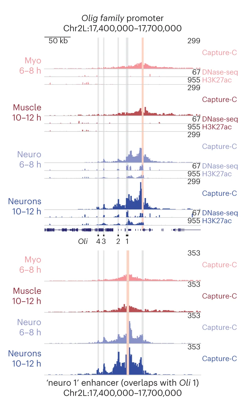 Open access visualization of Line Plot, Density Plot, Capture-C, DNase-seq, ChIP-seq