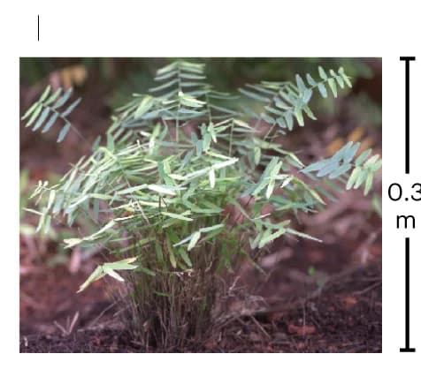 Open access visualization of Photo, Herbaceous Bamboos, Rhipidocladum guianensis, Morphology