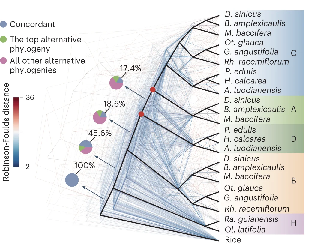 Open access visualization of Network, Pie Chart, Phylogenetic Analyses, Bamboo Subgenomes, Gene Trees