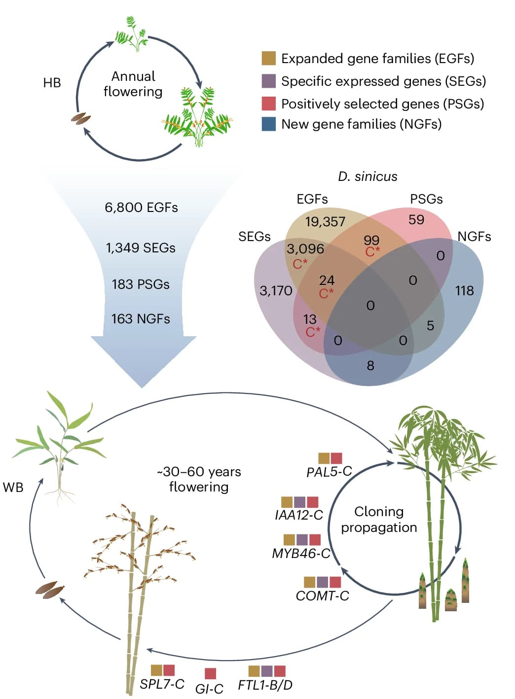Open access visualization of Venn Diagram, Herbaceous Bamboo, Woody Bamboo, Gene Families, Expressed Genes