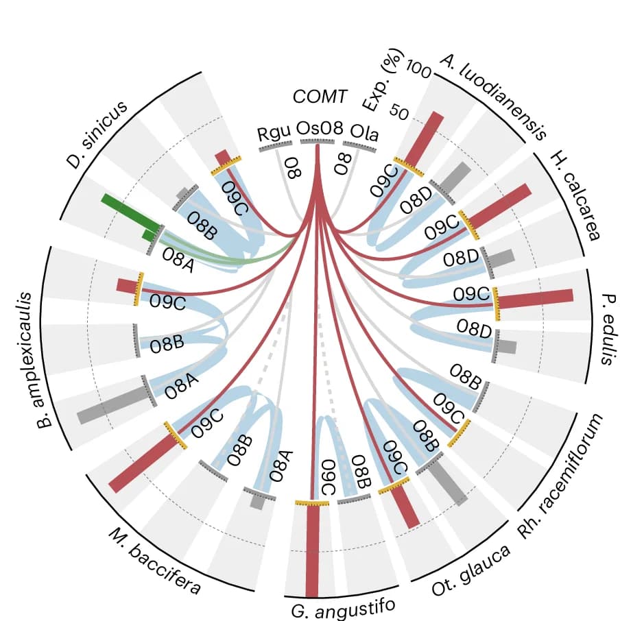 Open access visualization of Chord, Bar Plot, Syntenic Relationships, COMT Expression, Woody Bamboo