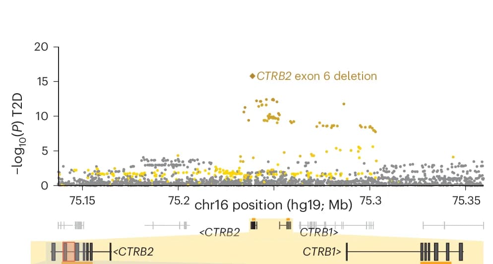 Open access visualization of Scatter Plot, Locuszoom Plot, Type 2 Diabetes, Genetic Association, CTRB2 Locus