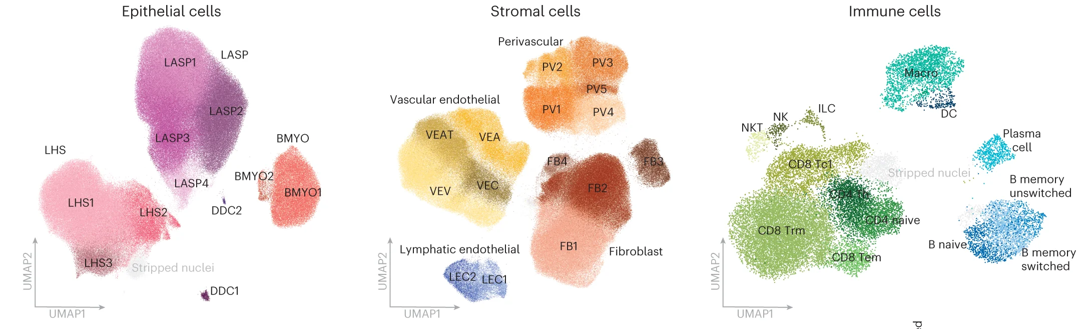 Open access visualization of UMAP, Scatter Plot, UMAP Plots, Epithelial Cells, Stromal Cells