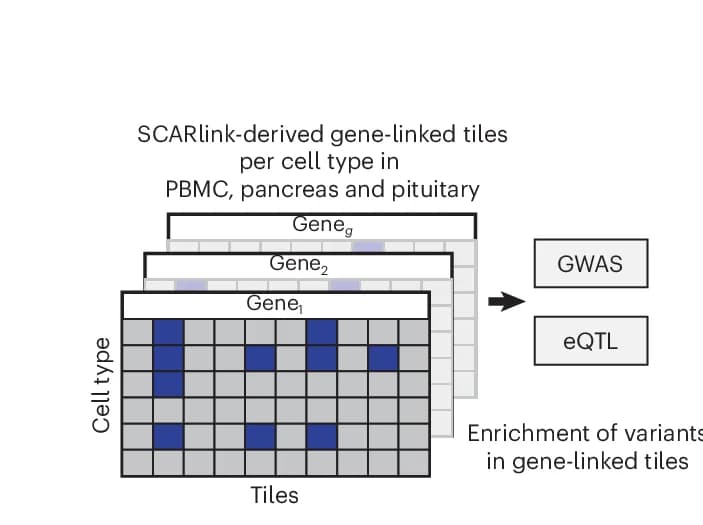 Open access visualization of Heatmap, Workflow, Cell Type, Gene, PBMC