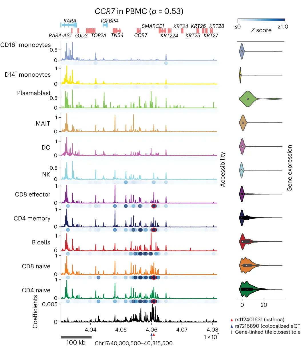 Open access visualization of Line Plot, Violin Plot, SCARlink, CCR7, PBMC