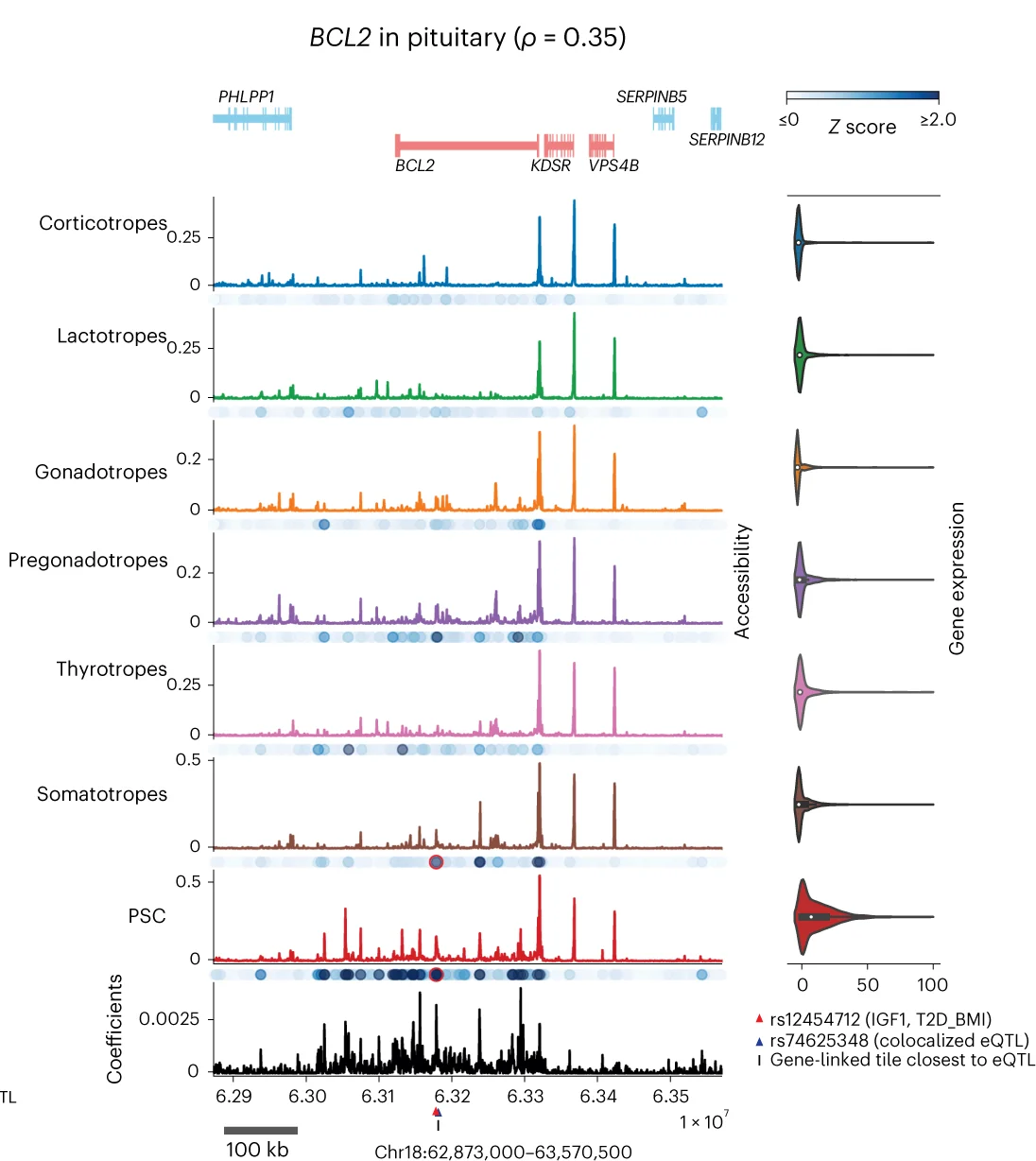 Open access visualization of Line Plot, Violin Plot, SCARlink, BCL2, Pituitary