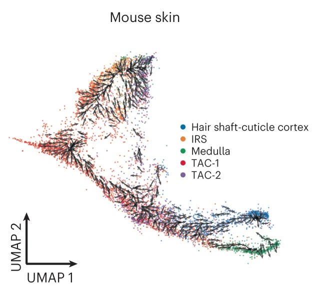 Open access visualization of Scatter Plot, UMAP, Chromatin Potential, Mouse Skin, Cell Differentiation