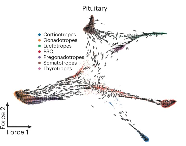 Open access visualization of Scatter Plot, Chromatin Potential, Pituitary Gland, Cell Differentiation, Gene Expression