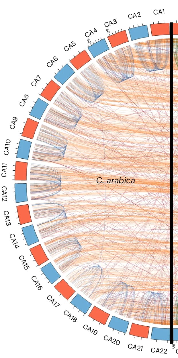 Open access visualization of Chord, Syntenic Blocks, Subgenomes, C. arabica, C. canephora
