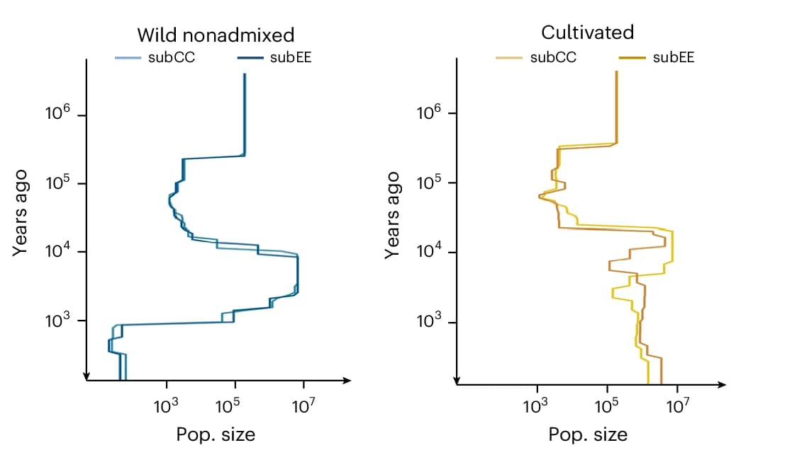 Open access visualization of Line Plot, Line Step, Population Sizes, Wild Accessions, Cultivated Accessions