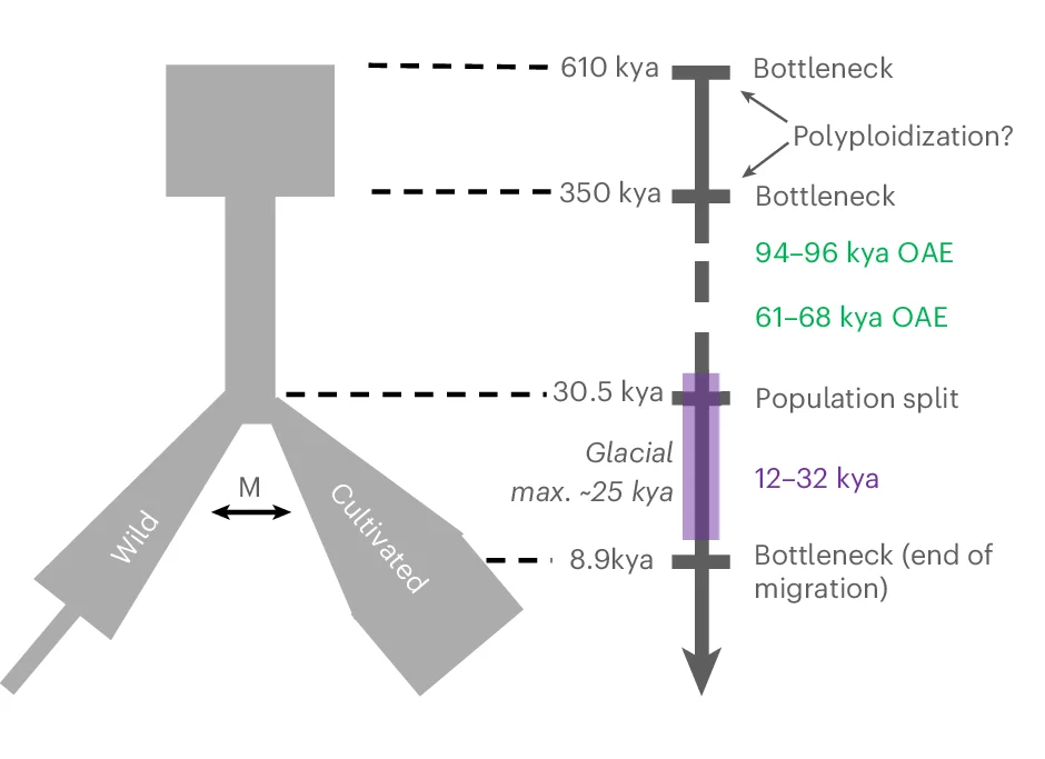 Open access visualization of Workflow, Illustration, Population Split, Migration, Population Diversity