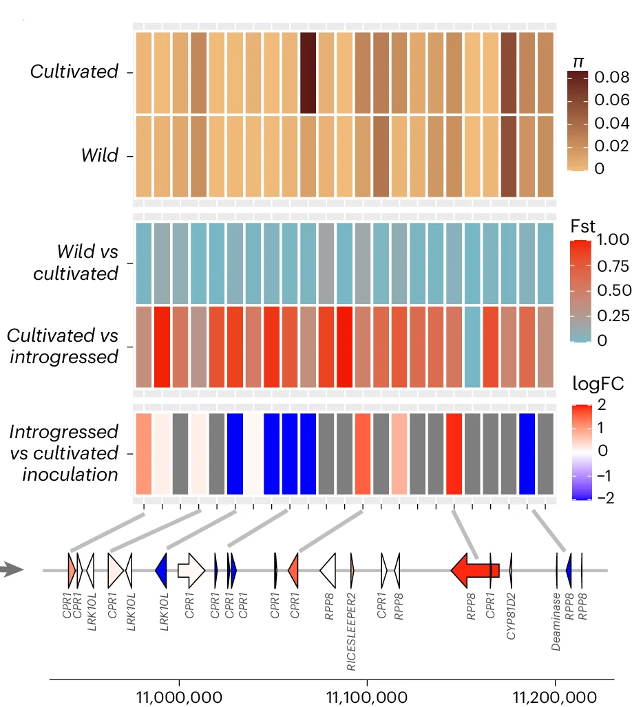 Open access visualization of Heatmap, Illustration, Genomic Region, R Genes, Gene Expression