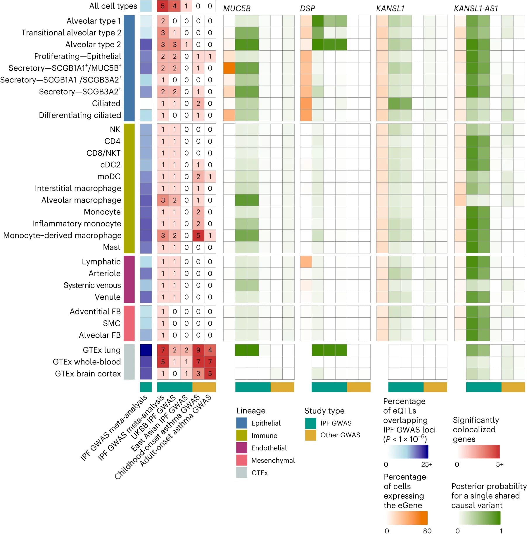 Open access visualization of Heatmap, SNPs, IPF GWAS, eQTL, Cell Type