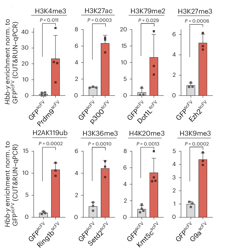 Open access visualization of Bar Plot, Error Bars, Histone Modification, CUT&RUN-qPCR, ChIP-qPCR