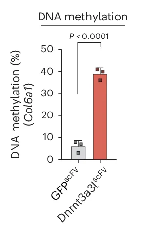 Open access visualization of Bar Plot, Error Bars, DNA Methylation, Col16a1 Promoter, Bisulfite Pyrosequencing