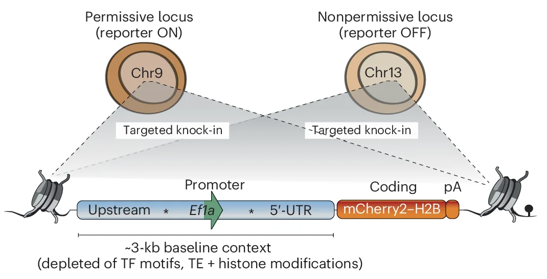 Open access visualization of Illustration, Workflow, REF Reporter, gRNA Target Sites, UTR