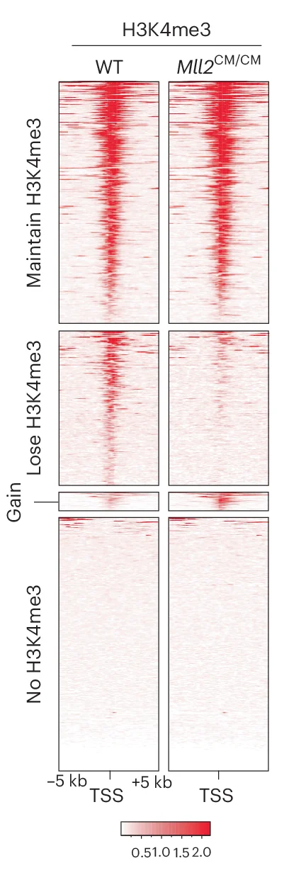 Open access visualization of Heatmap, H3K4me3 Enrichment, Transcriptional Start Site, Wild-Type, ESCs
