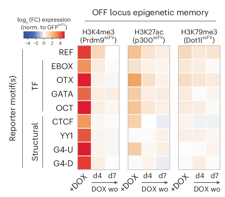 Open access visualization of Heatmap, Heatmaps, Transcription, Chromatin Mark, Motif Reporter