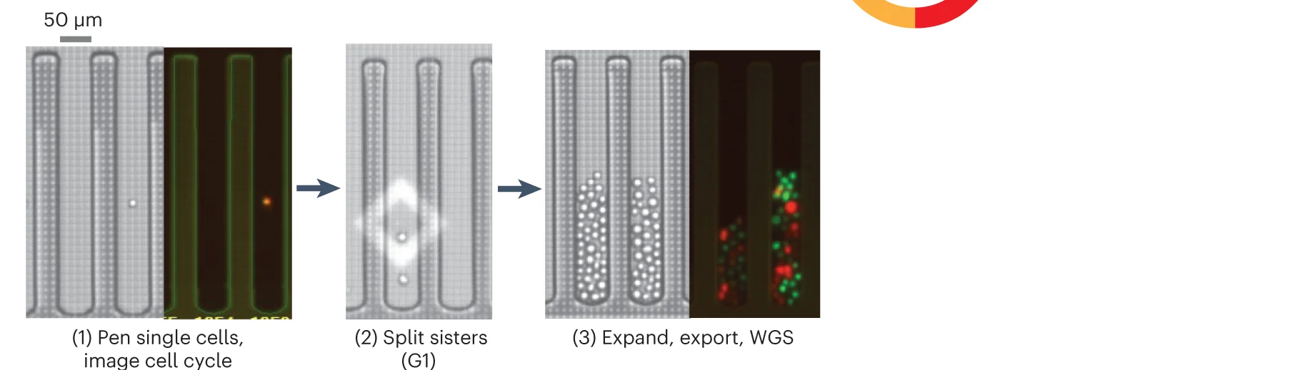 Open access visualization of Microscopy, Single Cells, FUCCI Fluorophores, Phenomex Lightning Platform, Mitotic Sisters