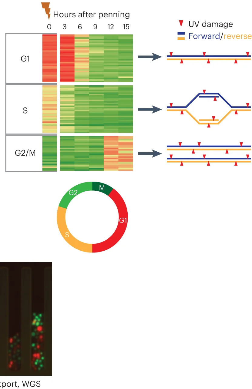 Open access visualization of Heatmap, Illustration, Pie Chart, Microscopy, Cells
