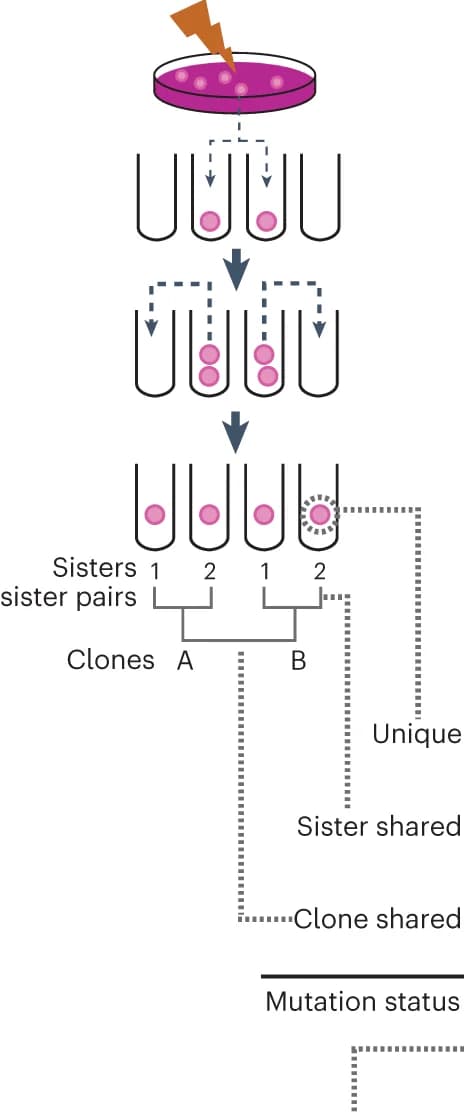 Open access visualization of Workflow, Flowchart, Illustration, Mitotic Sisters, Clones
