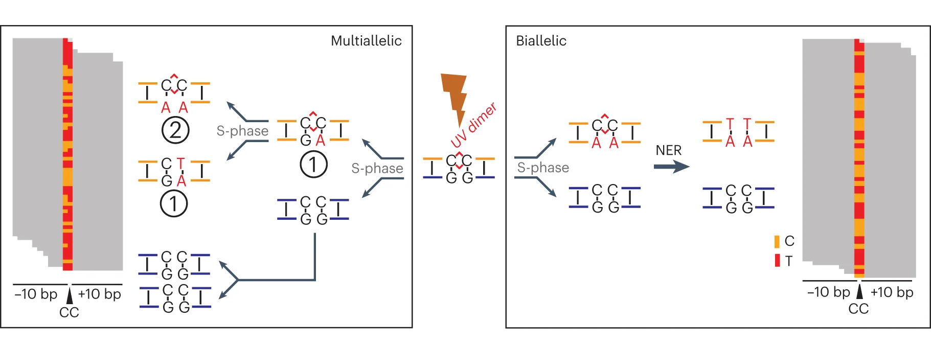 Open access visualization of Workflow, Illustration, UV Dimers, DNA Replication, Lesion Retention