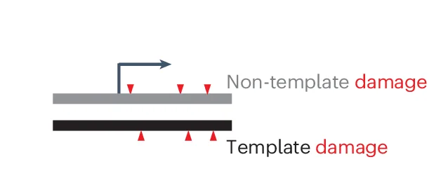 Open access visualization of Illustration, Stranded Damage, Gene Bodies, Cartoon