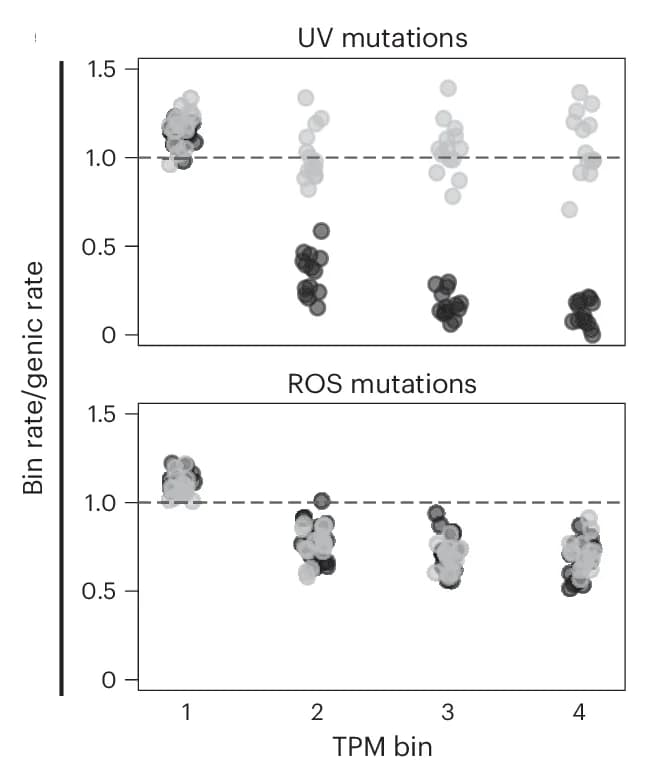 Open access visualization of Scatter Plot, Mutation Rates, UV, ROS, Template Mutation Rate