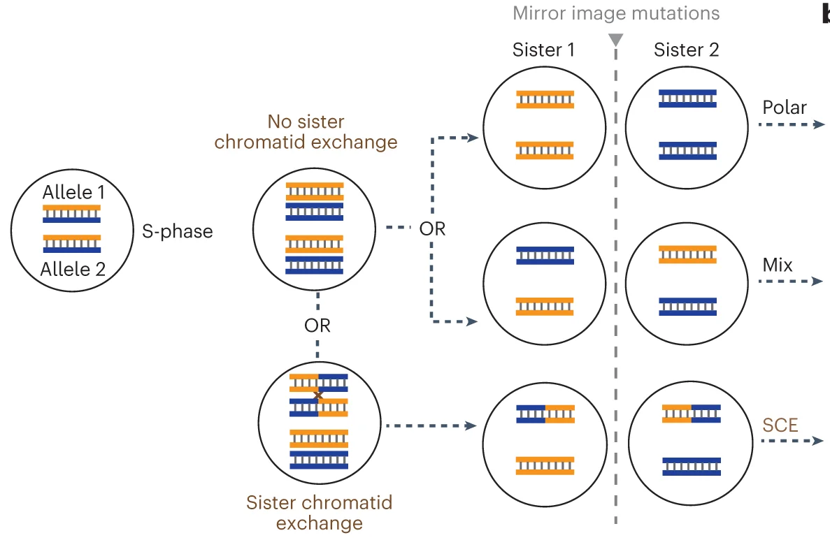 Open access visualization of Workflow, Illustration, Lesion Segregation, Mitotic Sisters, Mutation Patterns