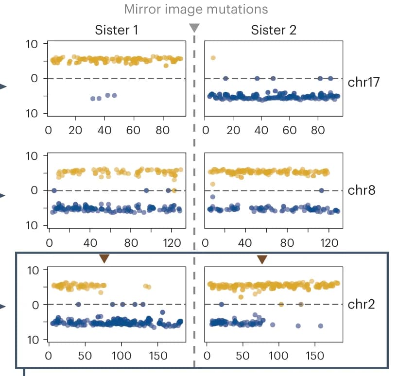 Open access visualization of Scatter Plot, Strand Inheritance, Mitotic Sisters