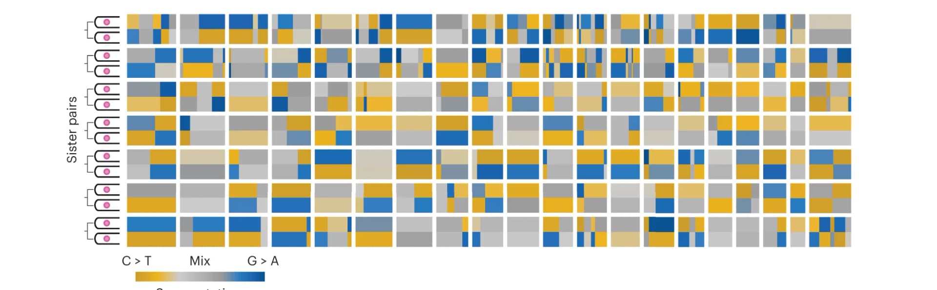 Open access visualization of Heatmap, Segmentation, Genomes, Mitotic Sisters, Clones