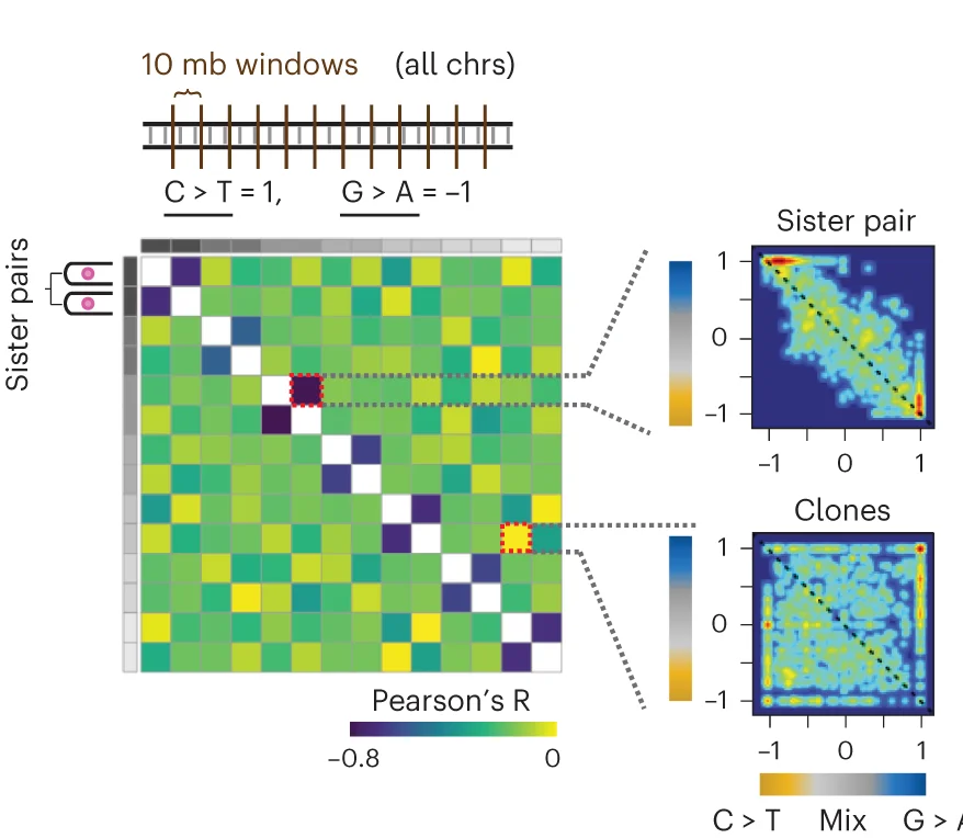 Open access visualization of Heatmap, Scatter Plot, Mirror-image Mutation Patterns, Correlation Coefficient, Mutation Skew
