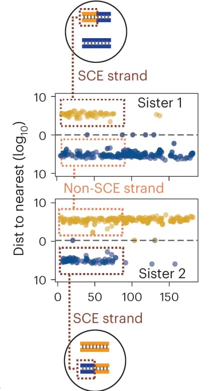 Open access visualization of Scatter Plot, Recombined Strand Mutations, Diagram