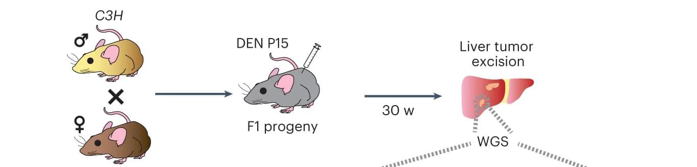 Open access visualization of Workflow, Illustration, Experimental Design, Mouse Model, Tumor Isolation