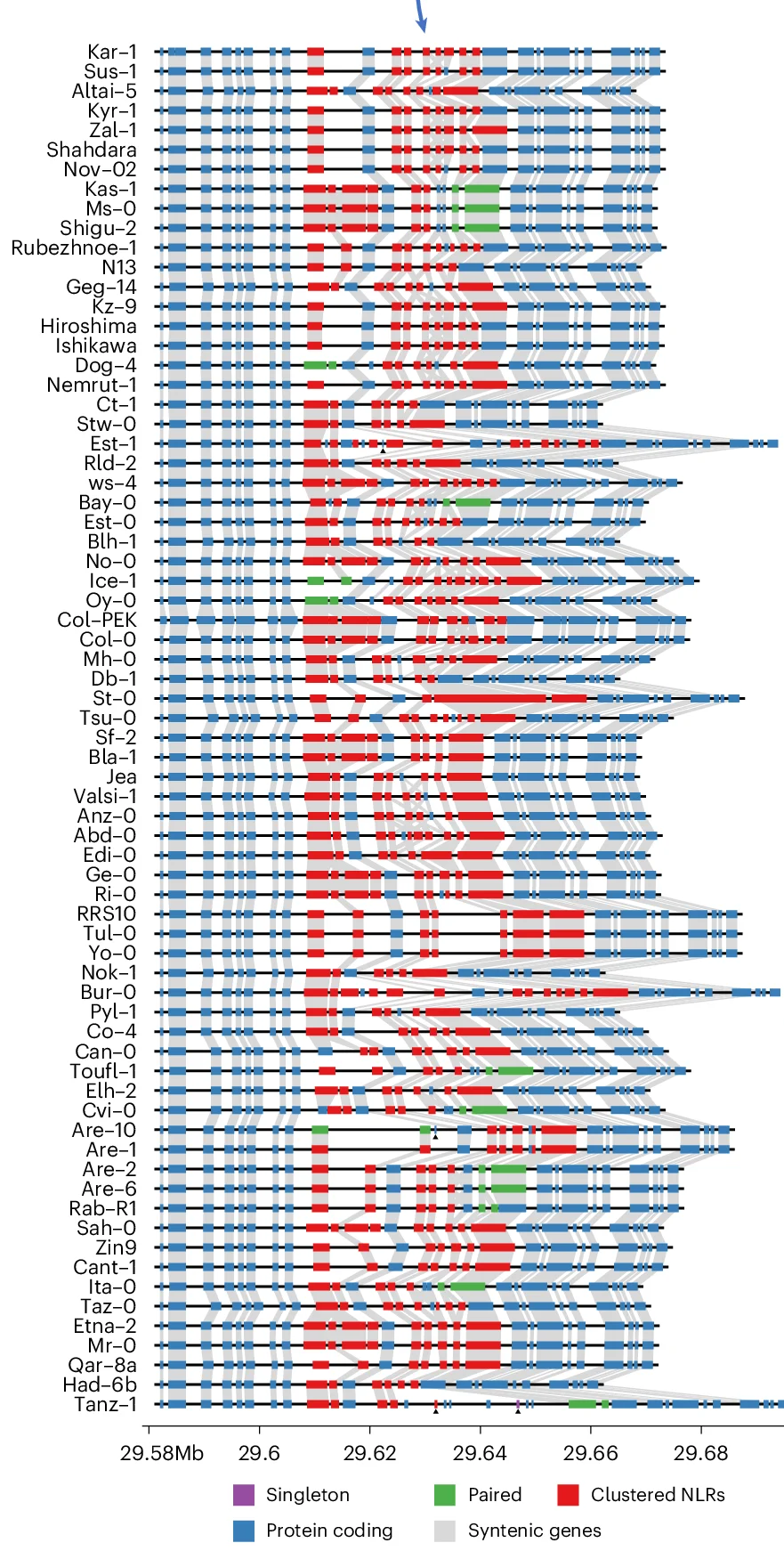 Open access visualization of Line Plot, Syntenic Gene Order, Chromosome 1, Protein-Coding Genes, NLRs