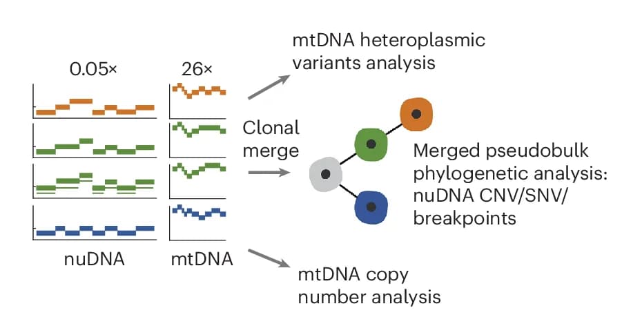 Open access visualization of Workflow, Line Step, Network, DLP+, mtDNA Sequence