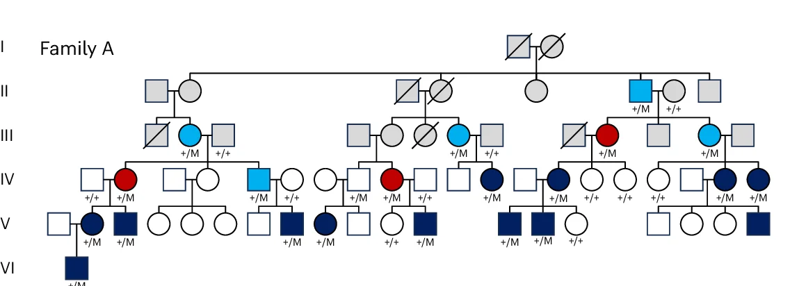 Open access visualization of Network, Pathway, Pedigree, Family A, Childhood-onset compensated hypothyroidism