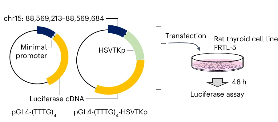 Open access visualization of Workflow, Illustration, Cell-Based Experiments, Gene Expression, Activation