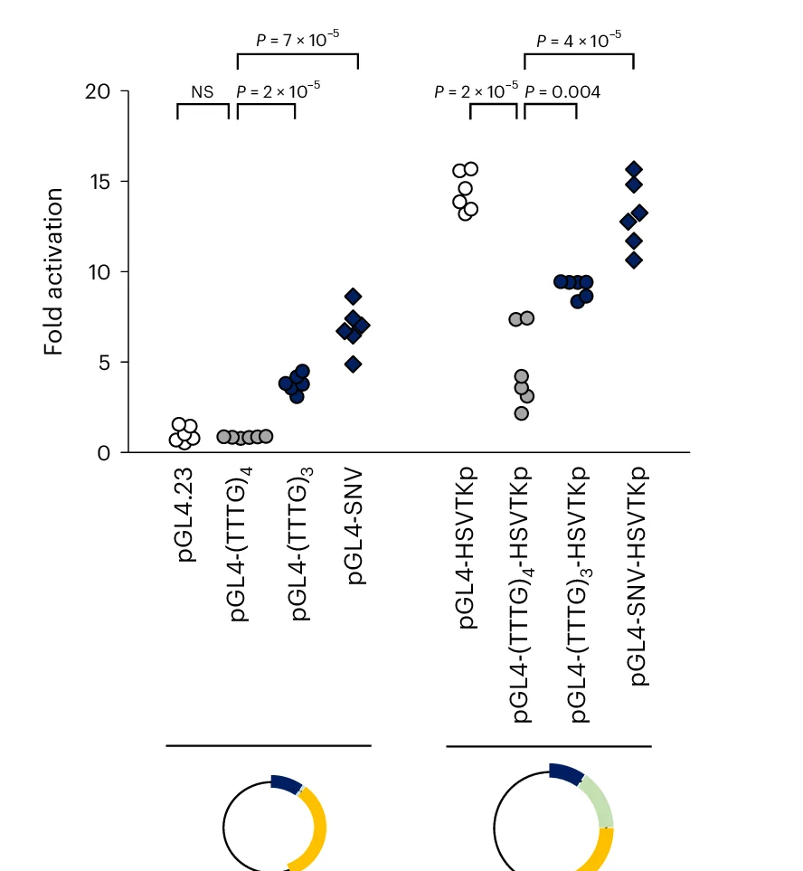 Open access visualization of Scatter Plot, Luciferase Assays, Transcription, Welch’s t Test, Statistical Comparisons