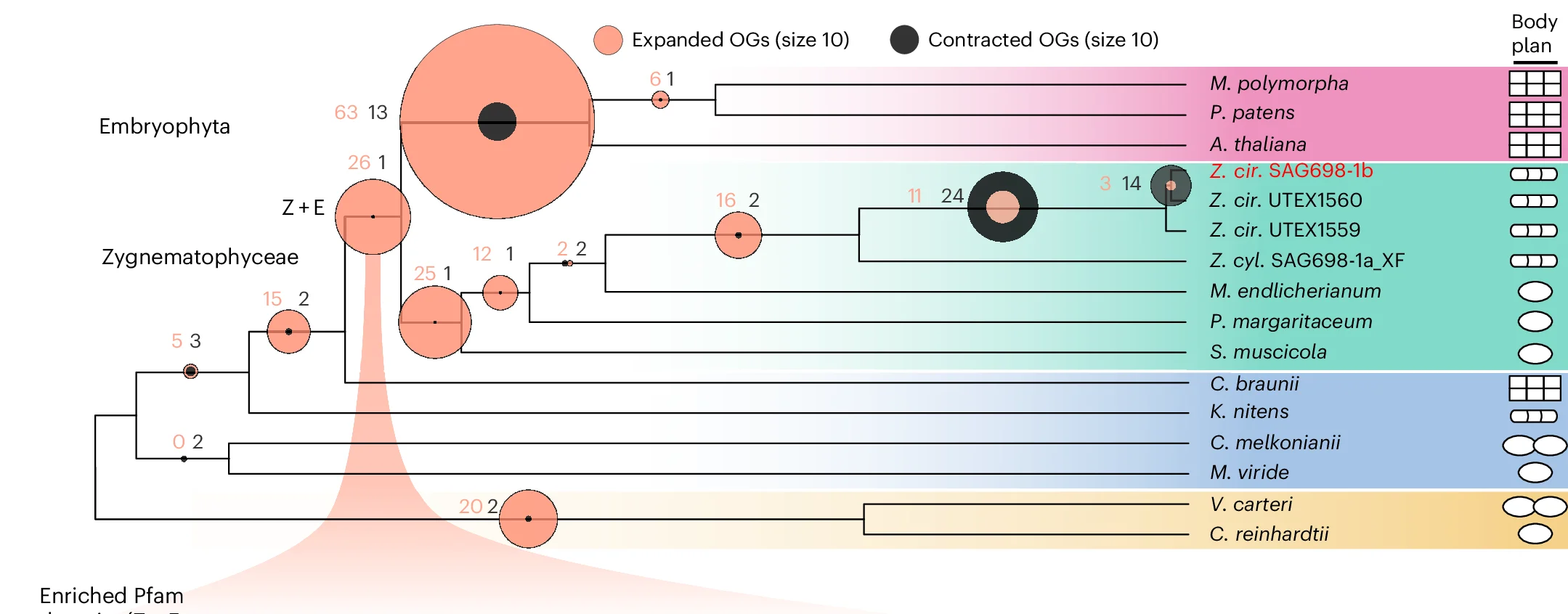 Open access visualization of Network, Pathway, Gene Family Expansion, Gene Family Contraction, Phylogeny