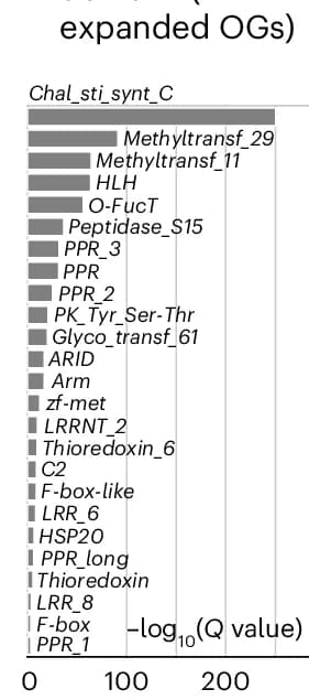 Open access visualization of Bar Plot, Pfam Domain, Gene Enrichment, Zygnematophyceae, Embryophyta