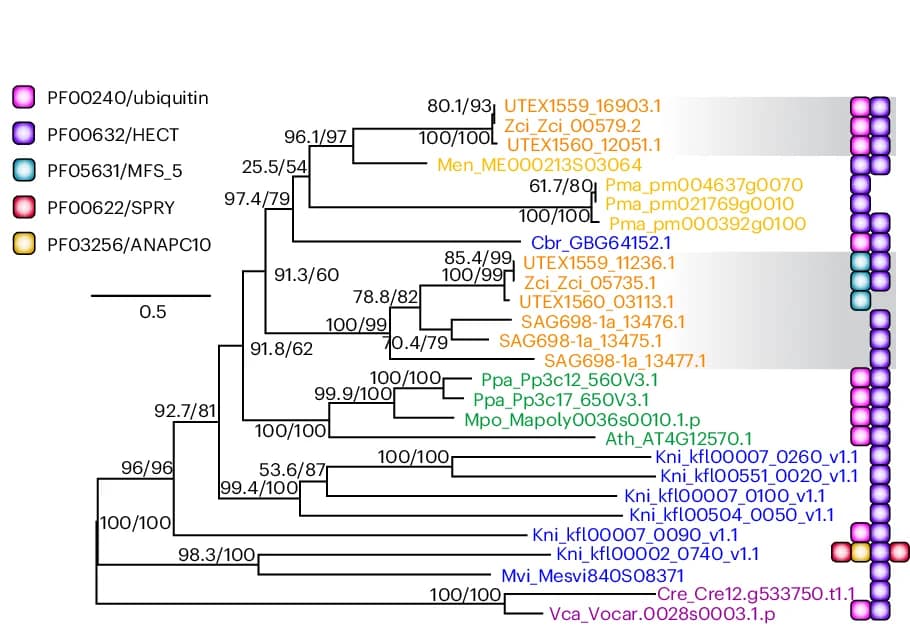 Open access visualization of Network, Pathway, Phylogeny, HECT Domain, Ubiquitin Protein Ligases