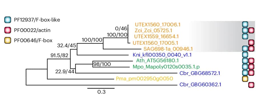Open access visualization of Network, Pathway, Phylogeny, F-box-like Domain, Actin-related Proteins