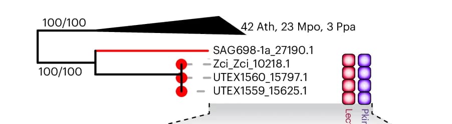 Open access visualization of Network, Pathway, Phylogeny, Zci_10218.1, L-type LecRLK