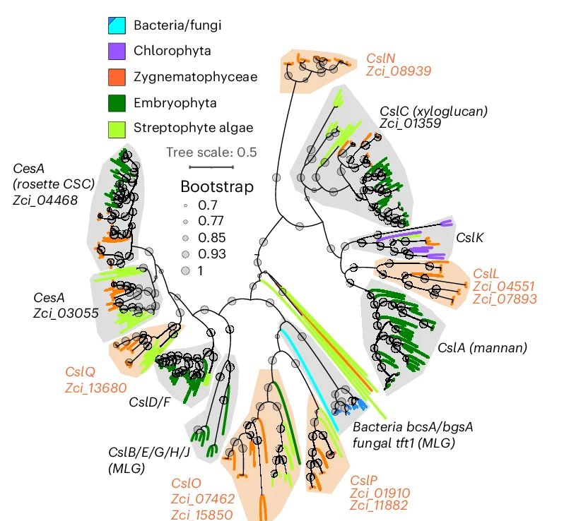 Open access visualization of Network, Pathway, Phylogeny, GT2, Species
